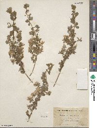 Genista monspessulana image