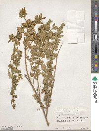 Genista monspessulana image