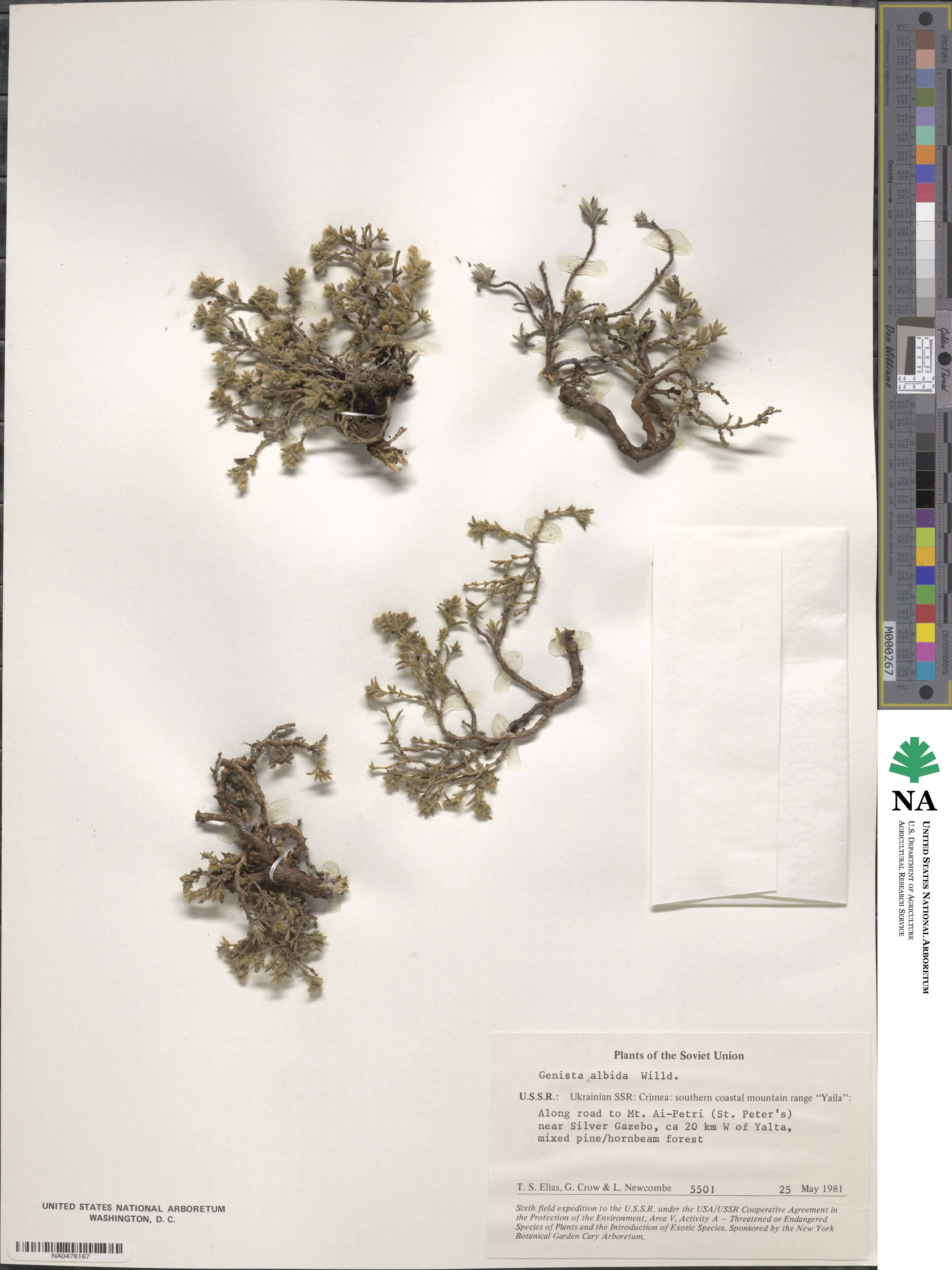 Genista albida image