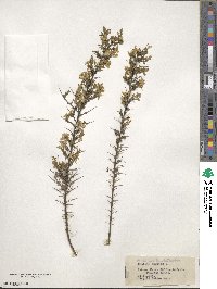 Genista anglica image