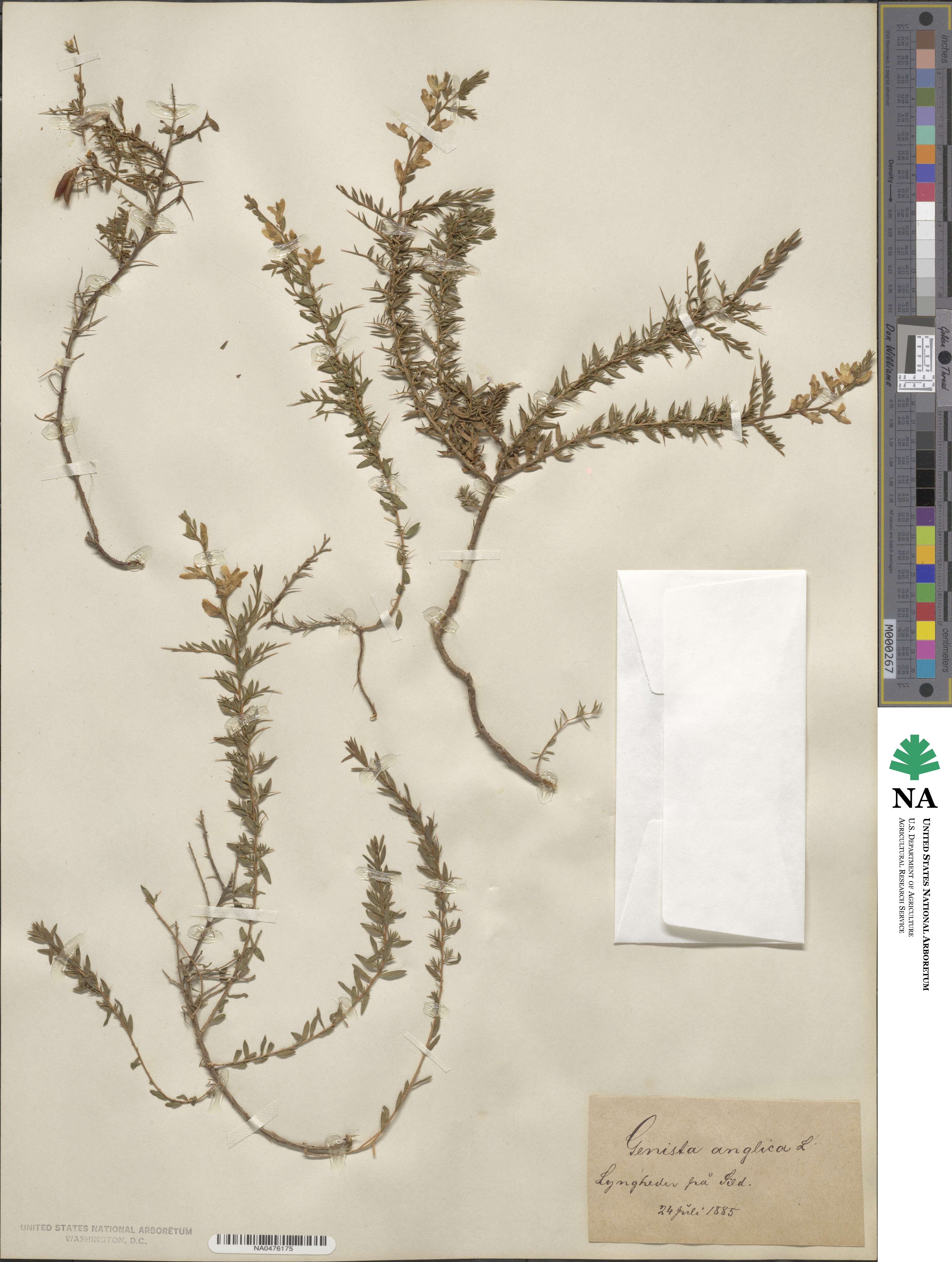 Genista anglica image