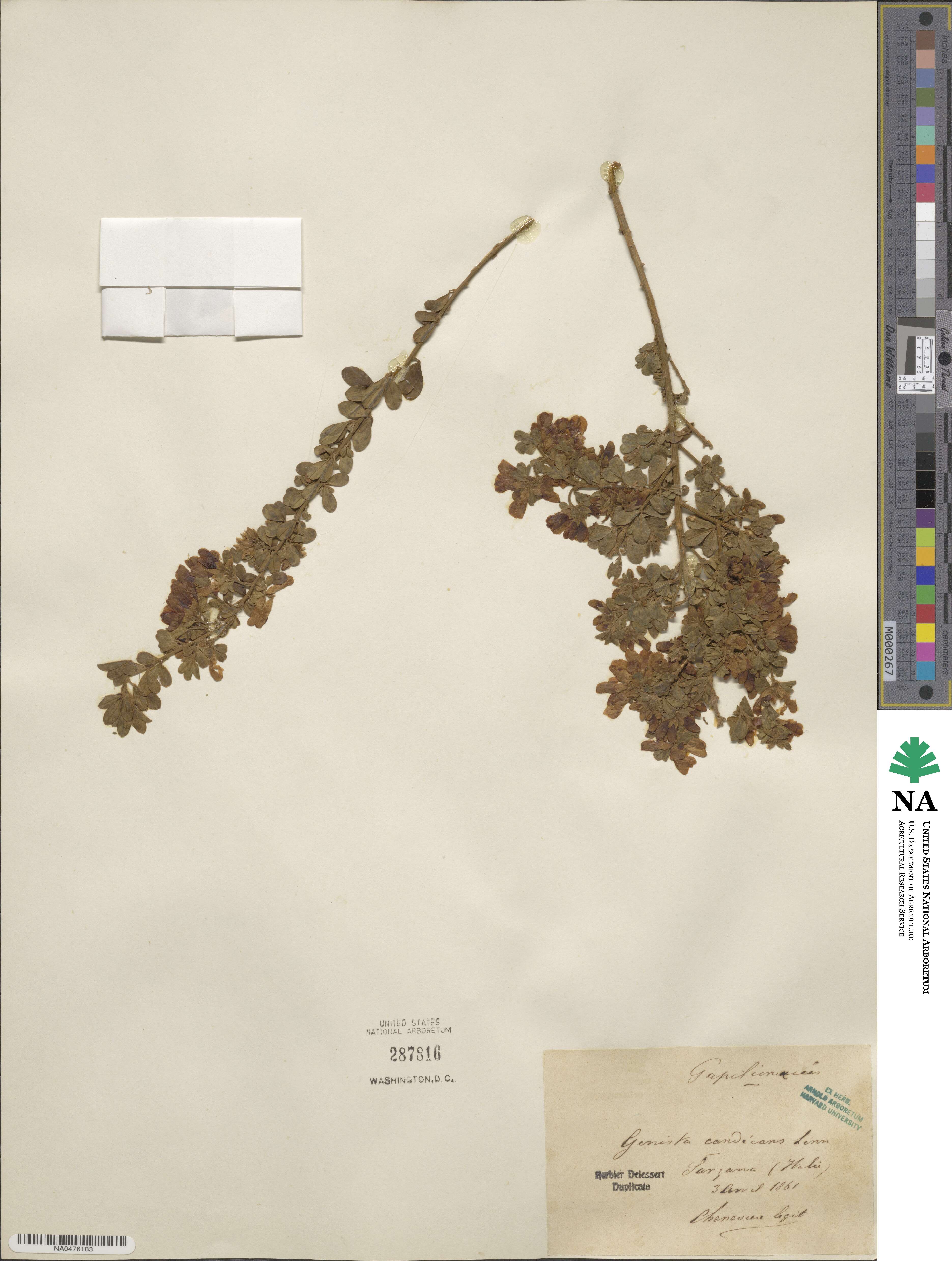 Genista monspessulana image