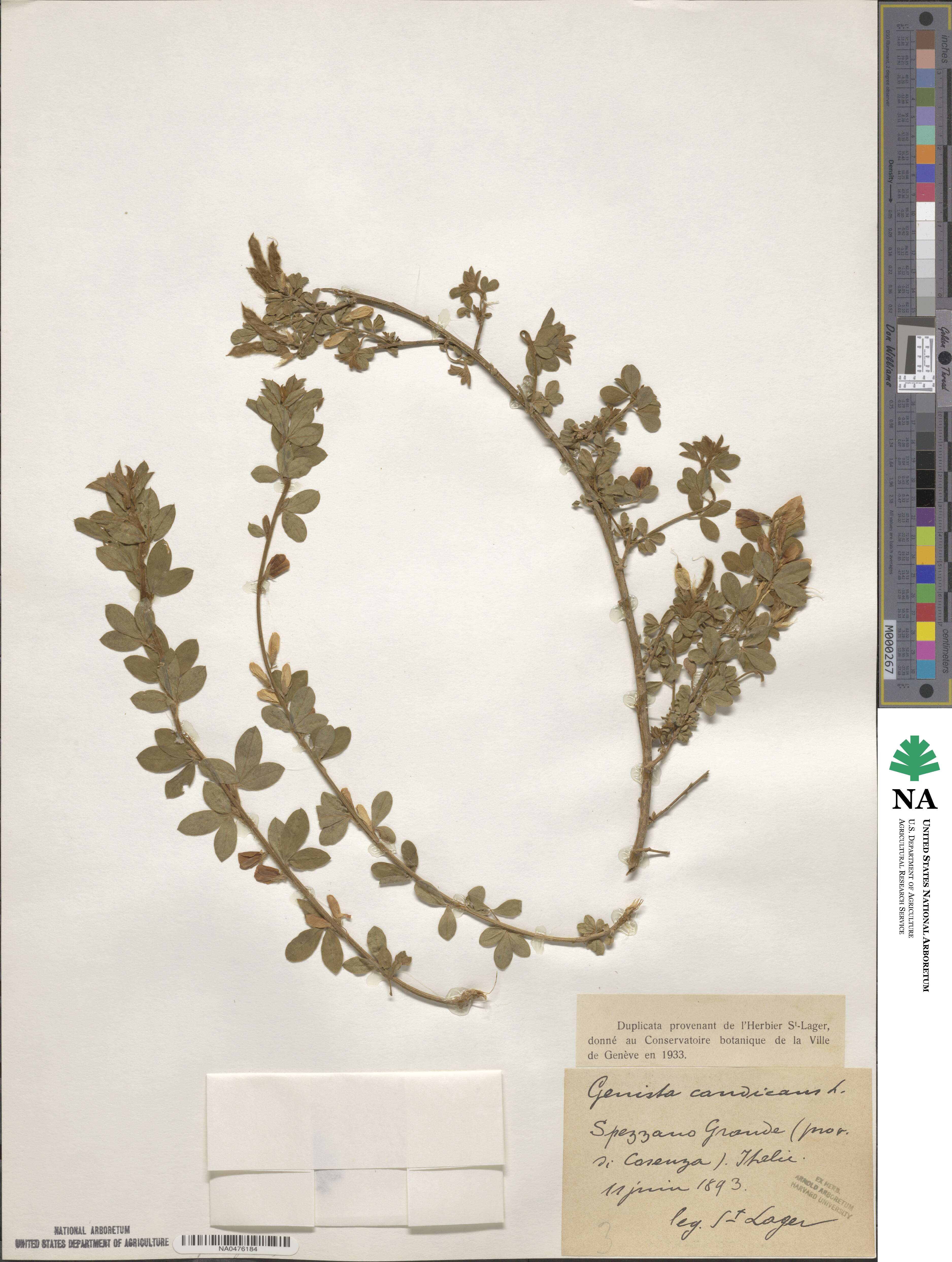 Genista monspessulana image