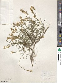 Image of Genista carinalis