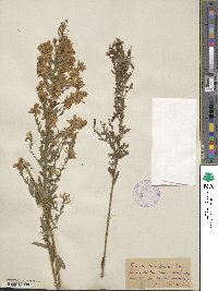 Genista tinctoria image