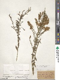 Genista tinctoria image