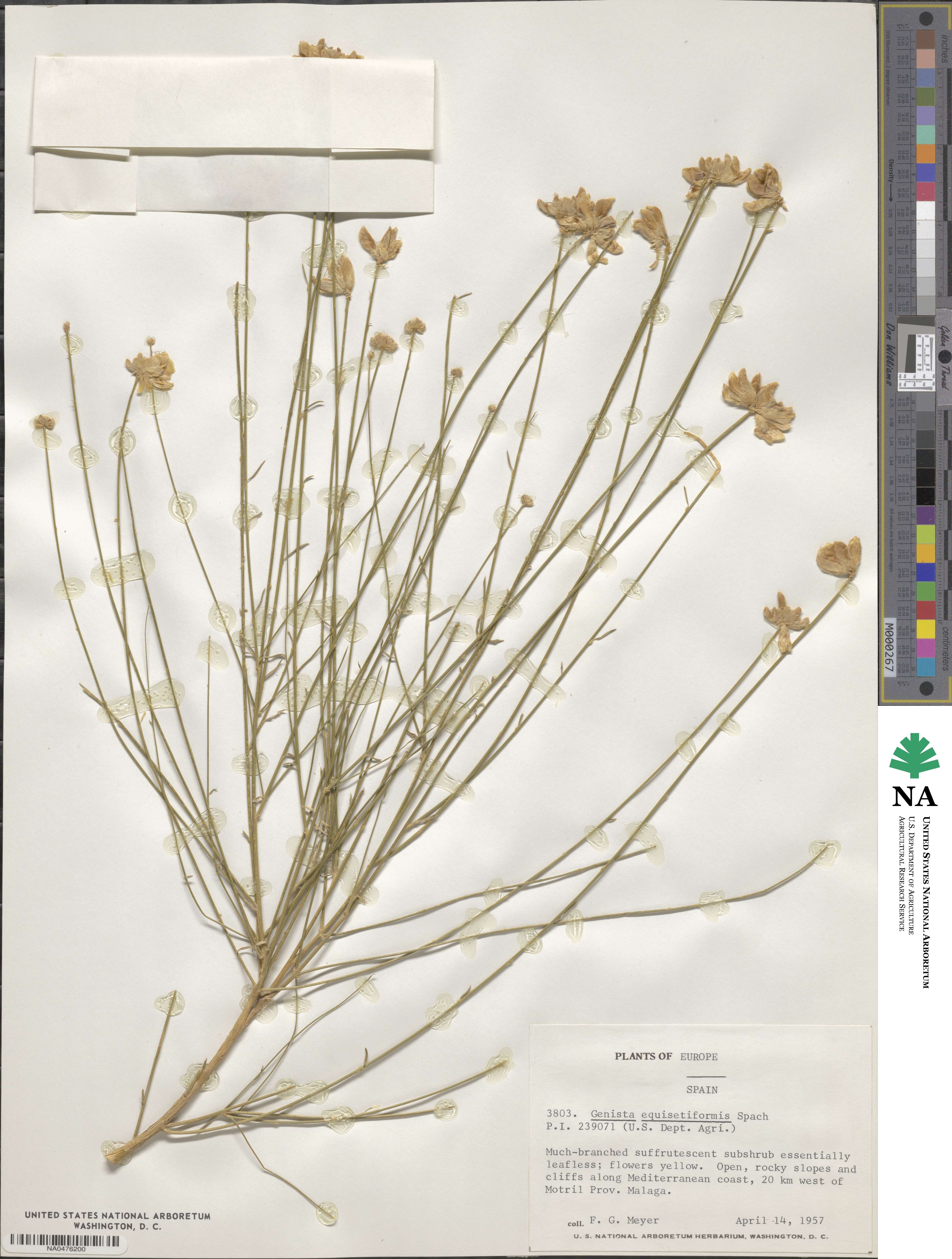 Genista umbellata subsp. equisetiformis image