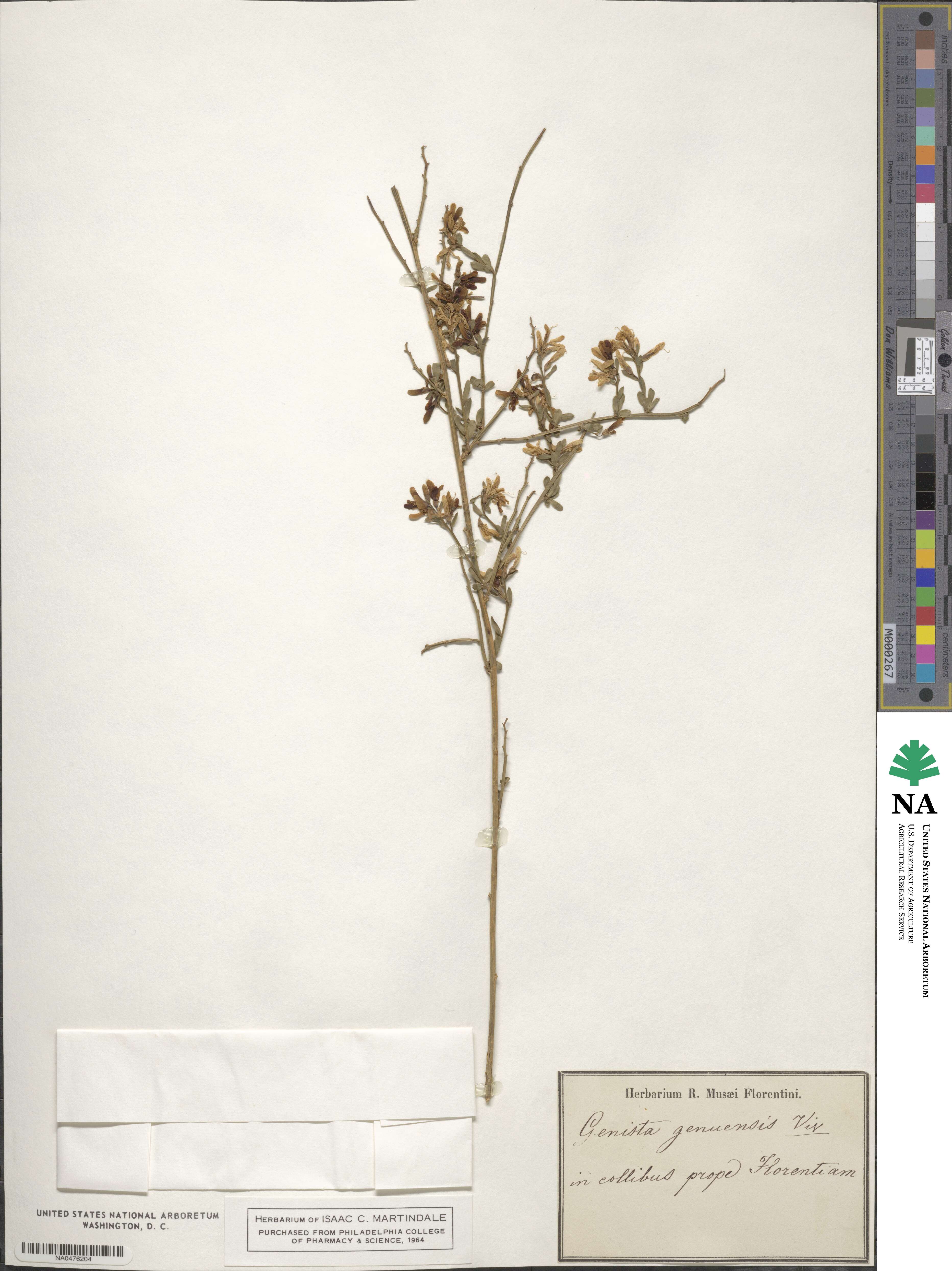 Genista januensis image