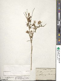 Image of Genista januensis