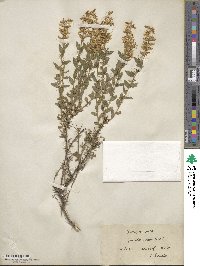 Genista germanica image