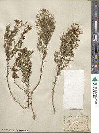 Genista germanica image