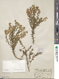 Genista germanica image