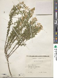 Genista germanica image