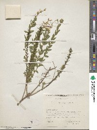 Genista germanica image