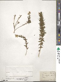 Genista germanica image