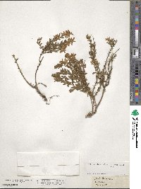 Genista germanica image