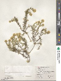 Genista hispanica image