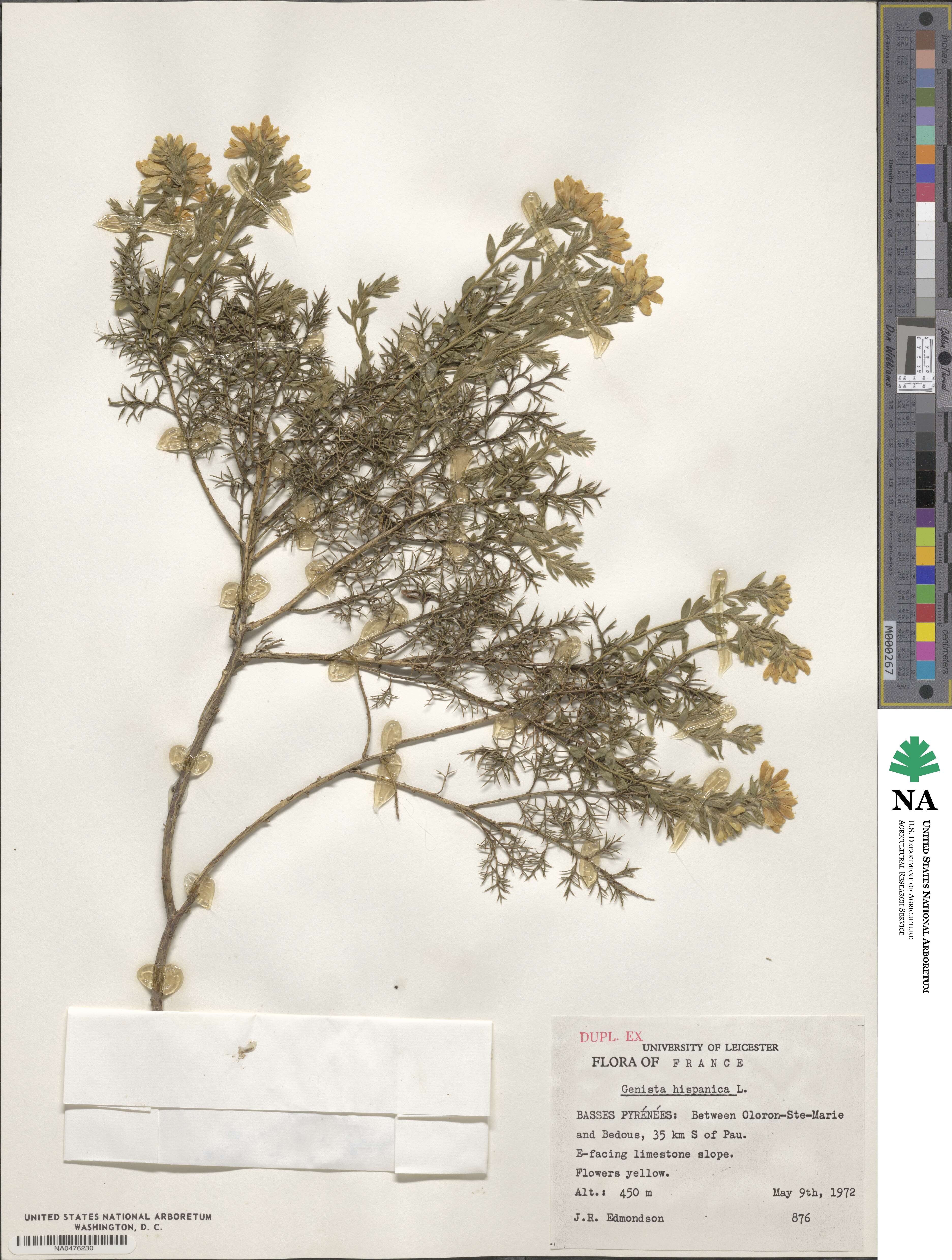 Genista hispanica image