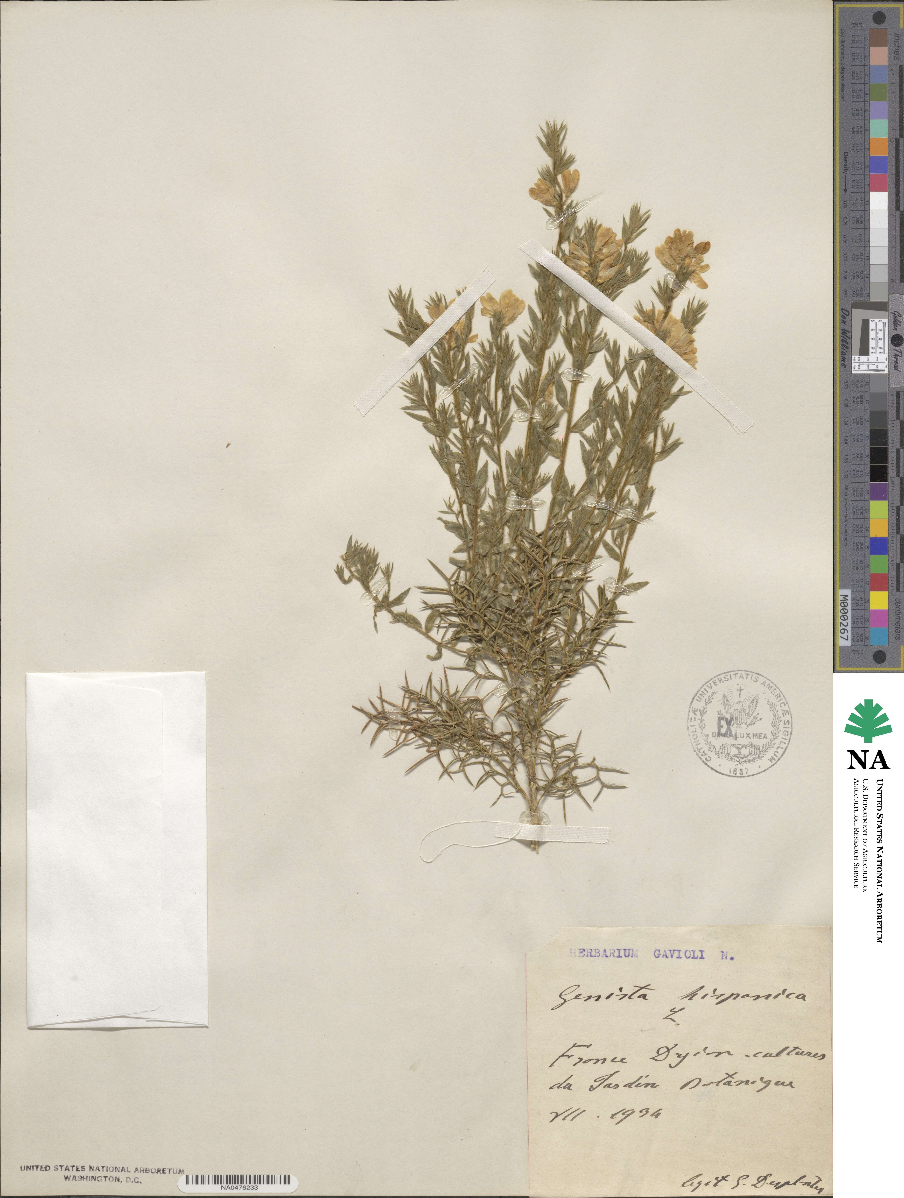 Genista hispanica image