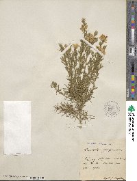 Genista hispanica image