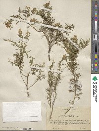 Genista hispanica image