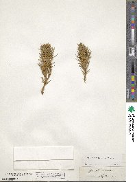 Echinospartum horridum image