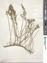 Genista januensis image