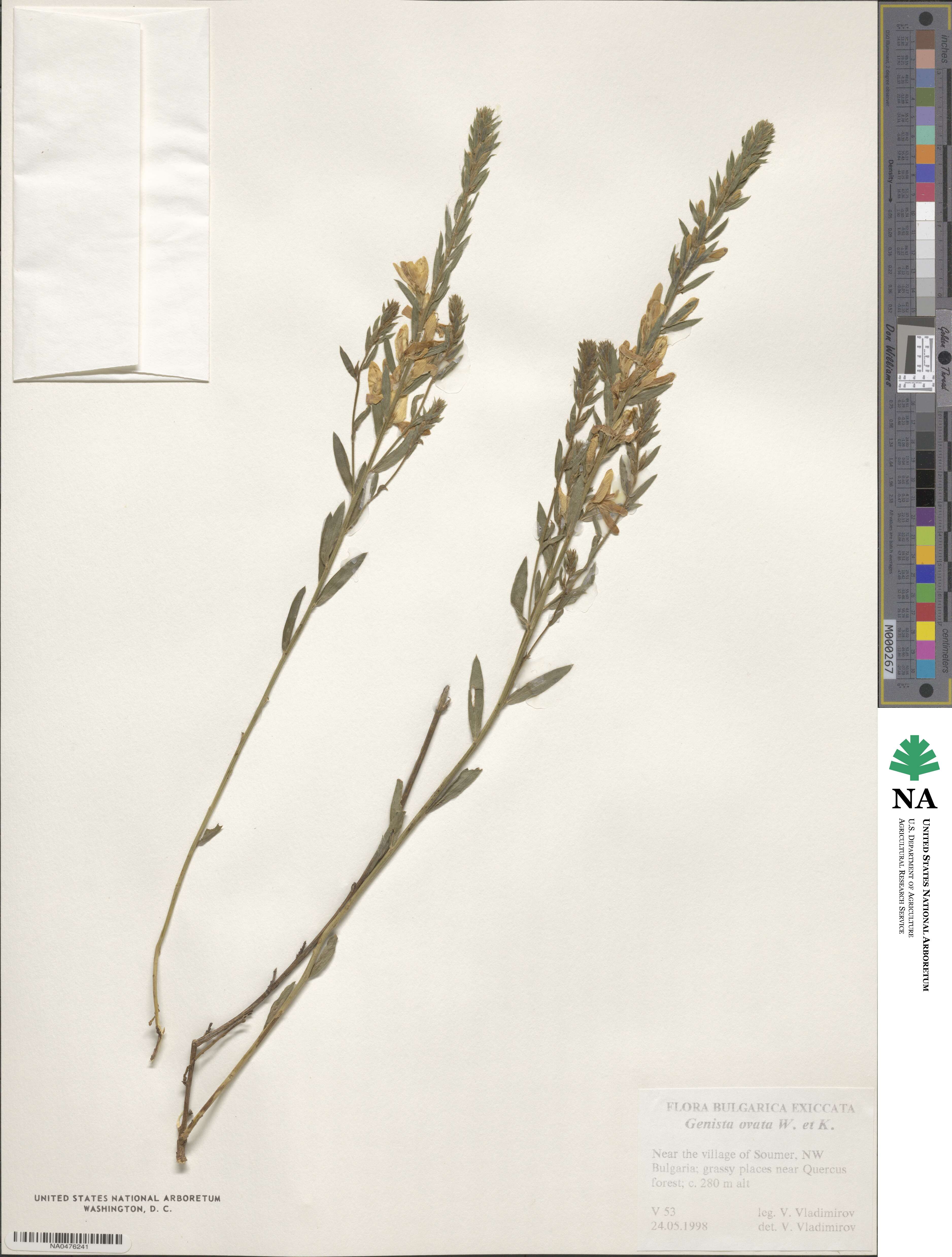 Genista ovata image