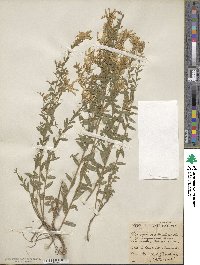 Genista ovata image