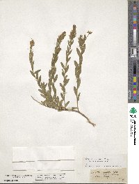 Genista ovata image