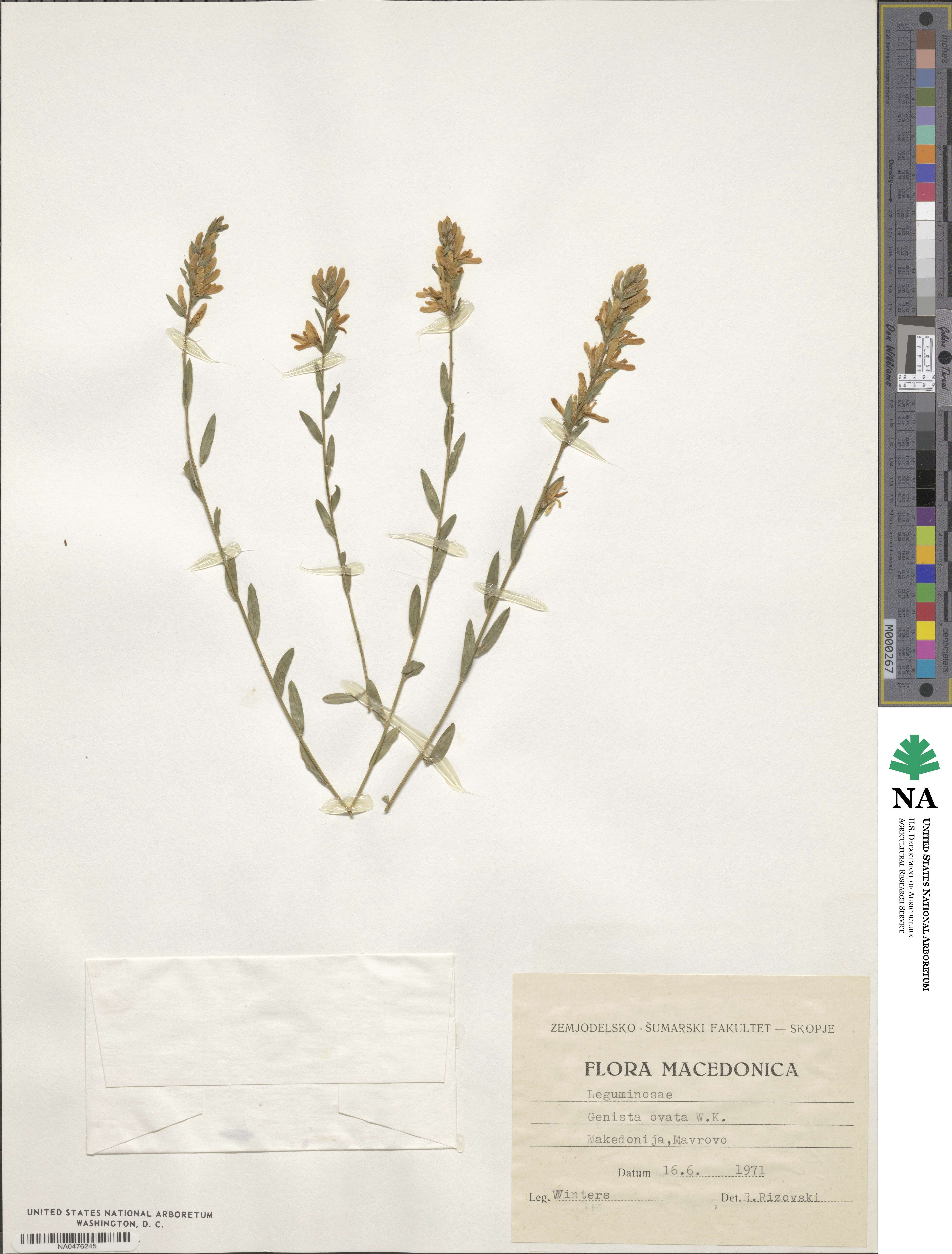 Genista ovata image