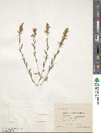 Genista ovata image