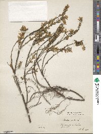 Genista pilosa image