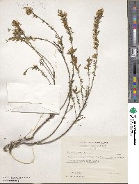 Genista pilosa image