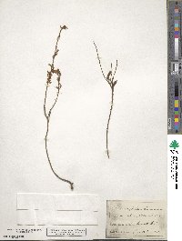 Genista pilosa image