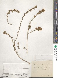 Genista pilosa image