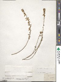 Genista pilosa image