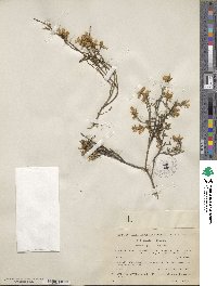 Genista pilosa image