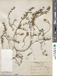 Genista pilosa image