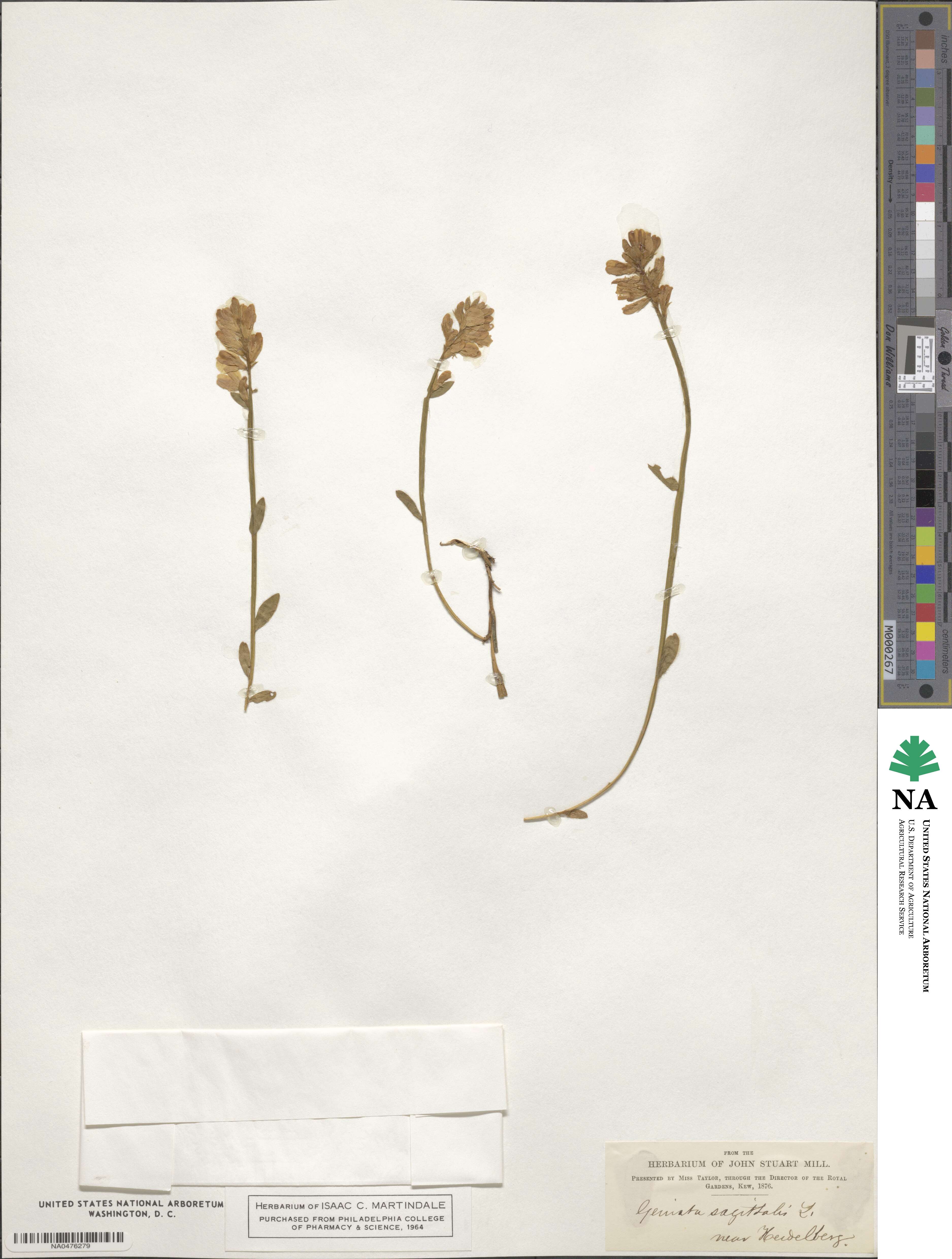 Genista sagittalis image
