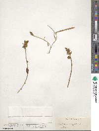 Genista sagittalis image