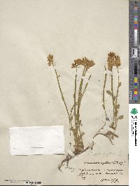 Genista sagittalis image