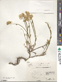 Genista sagittalis image