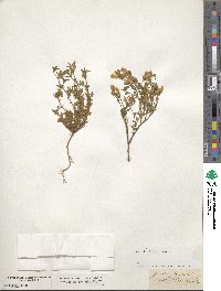 Image of Genista sericea