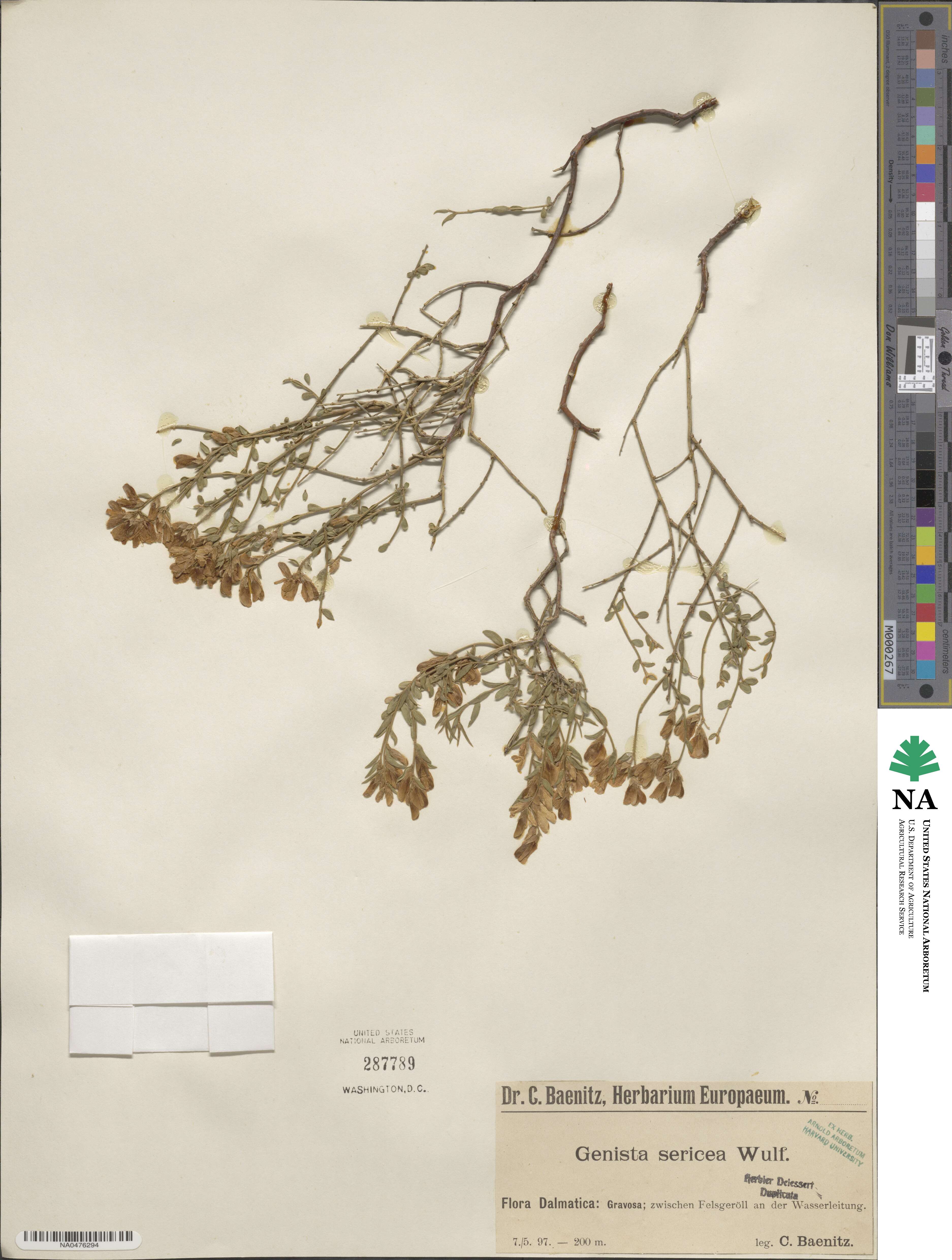 Genista sericea image