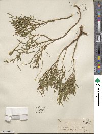 Genista sericea image