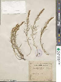 Genista sylvestris image