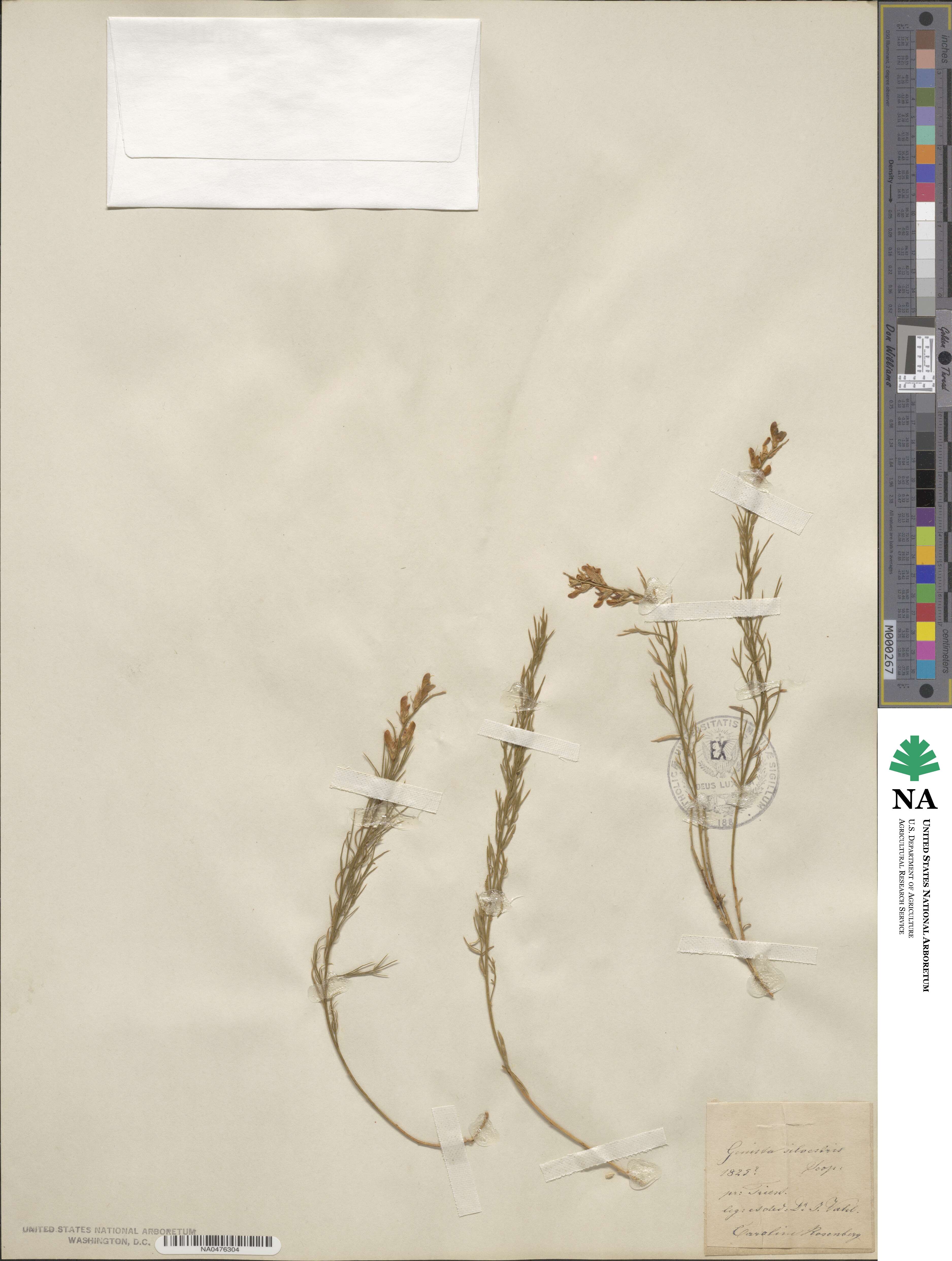 Genista sylvestris image