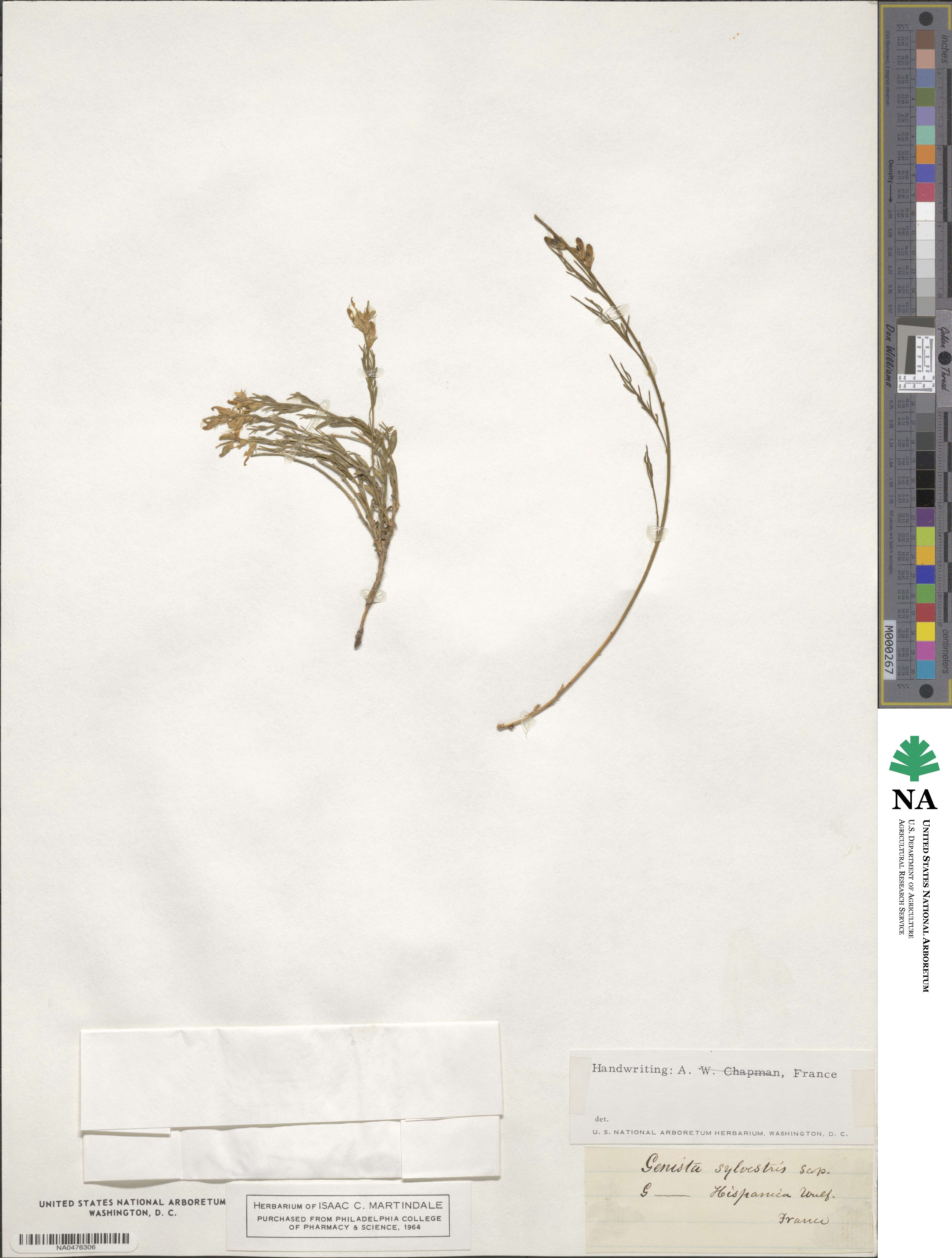 Genista sylvestris image