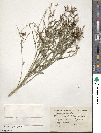 Genista tinctoria image